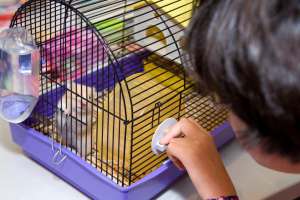 tips for travel nurses traveling with unusual pets