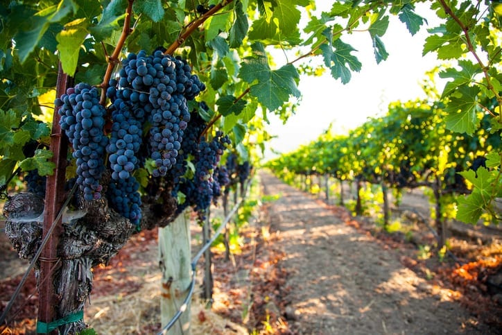 Day Trip Planner: Great Ideas for Your Day Off in San Francisco travel nursing assignment napa valley