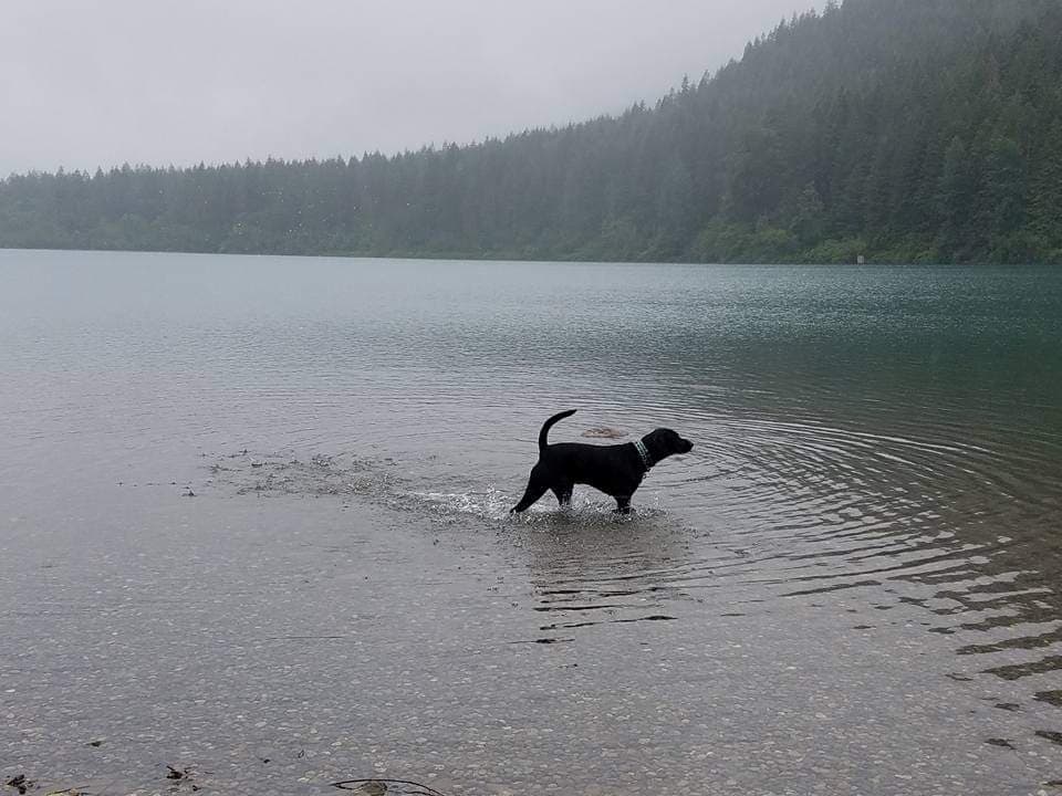 The Health Care Traveler Guide: Dog-Friendly Hikes in the PNW dog friendly hikes in pnw
