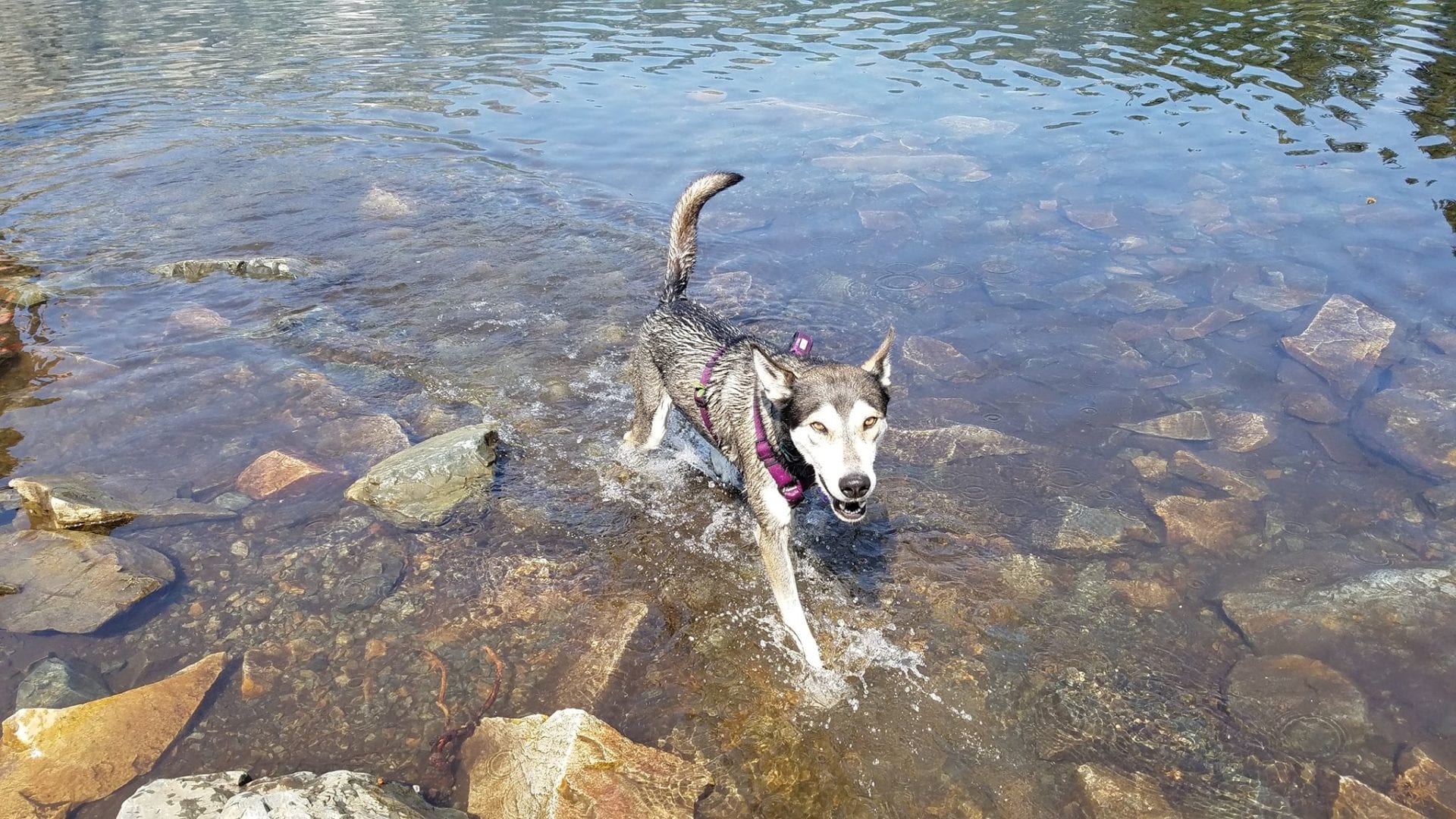 The Health Care Traveler Guide: Dog-Friendly Hikes in the PNW travel nurse's dog in the pacific northwest