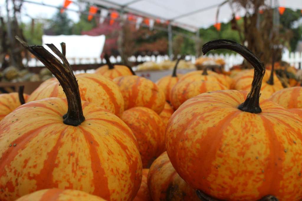 fall festival in upstate new york