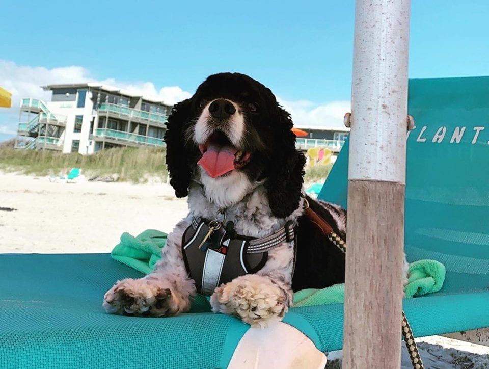 The Health Care Traveler Guide: Dog-Friendly Hikes in the PNW Travel nurse pet