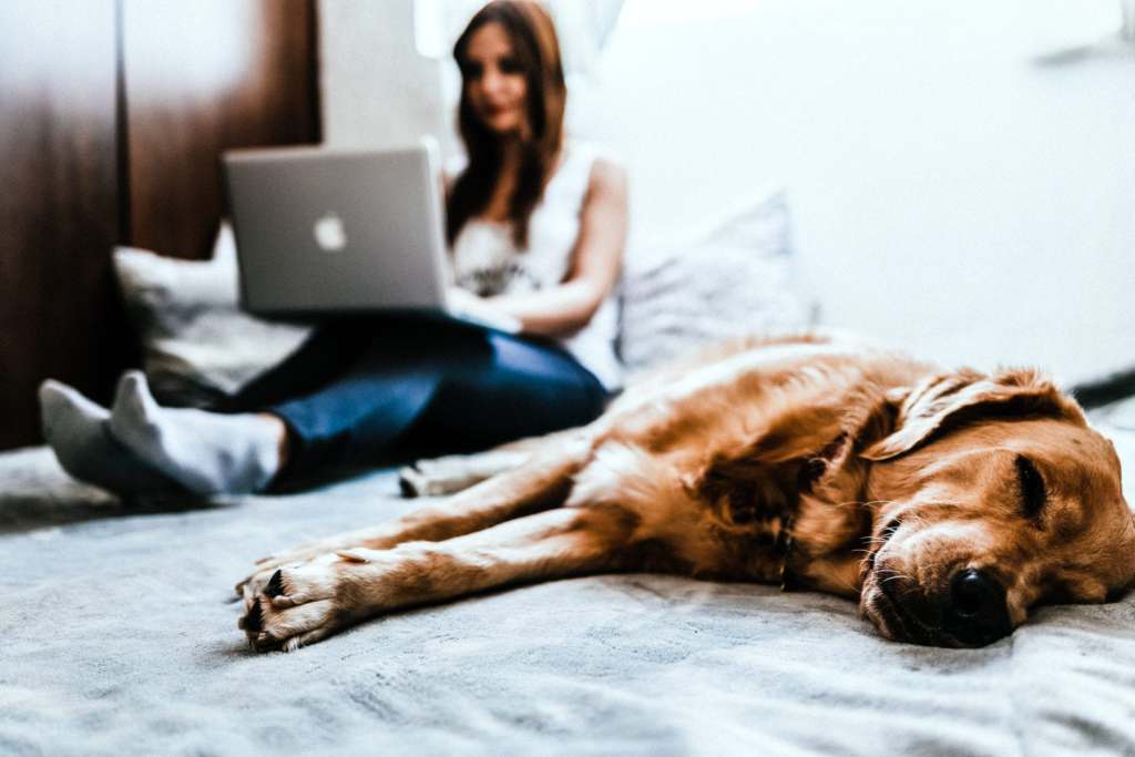Tips for Travel Nursing With Your Pet pet friendly travel nurse housing