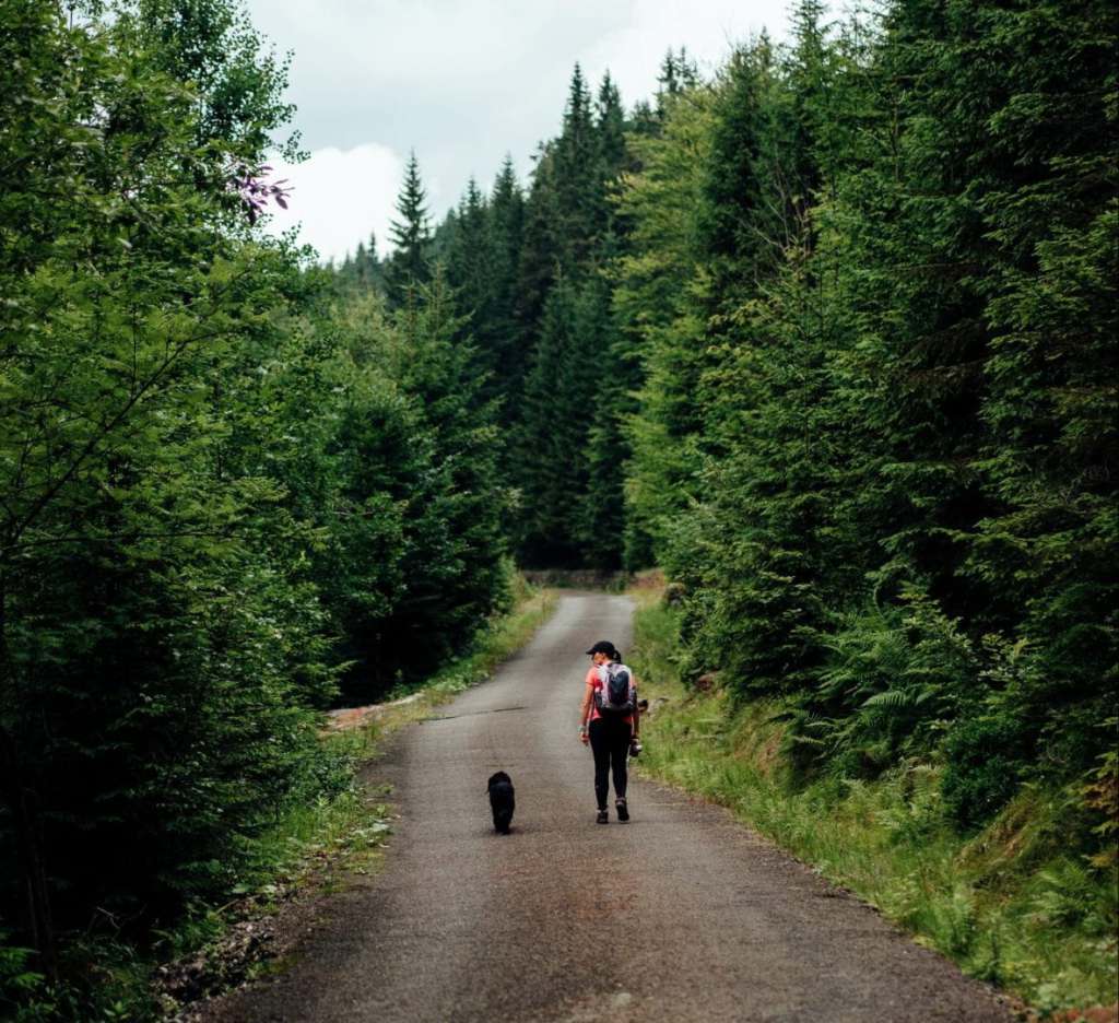 The Health Care Traveler Guide: Dog-Friendly Hikes in the PNW travel nurse hiking with dog