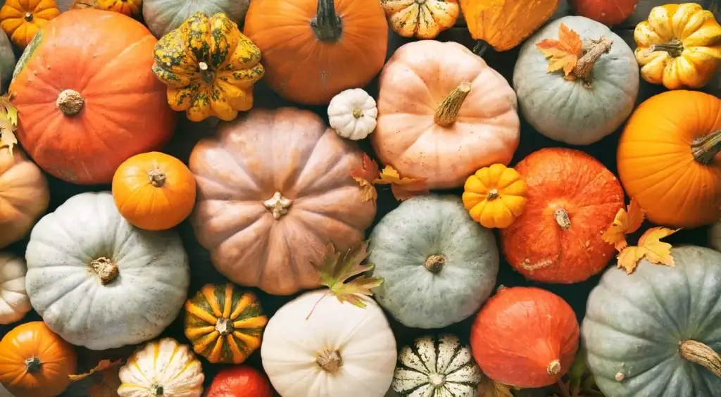 Multi-colored pumpkins.