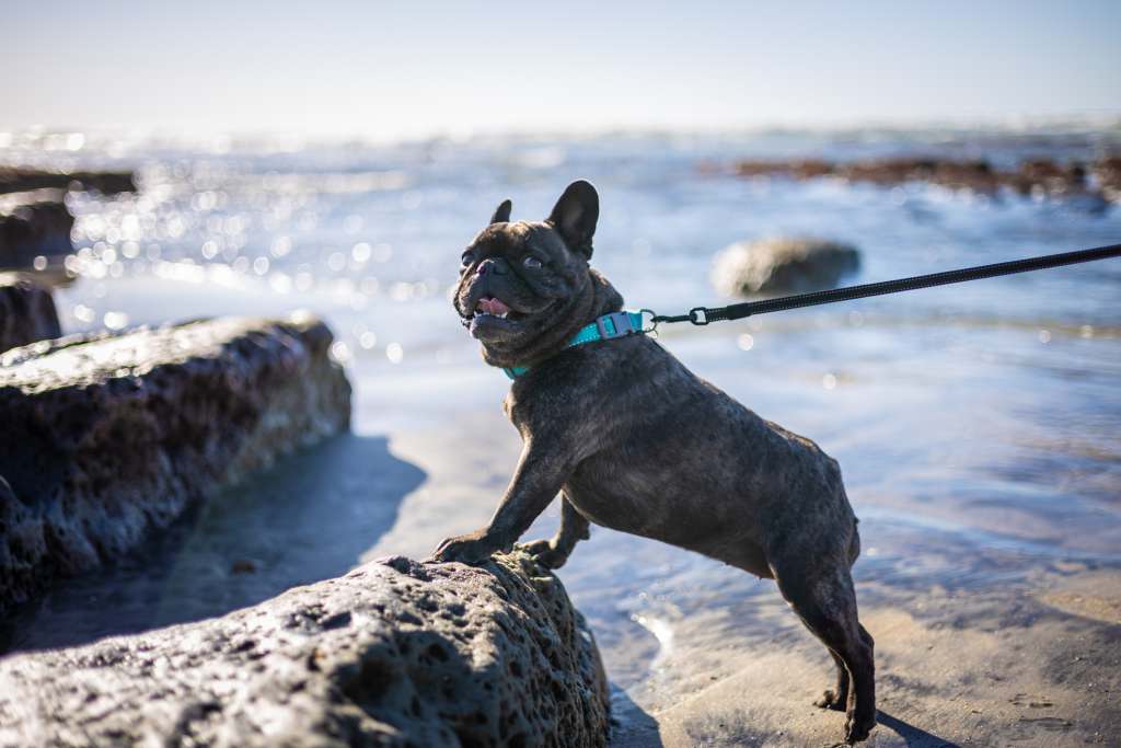 Top Dog-Friendly Cities for Healthcare Travelers Top Dog-Friendly Cities for Healthcare Travelers
