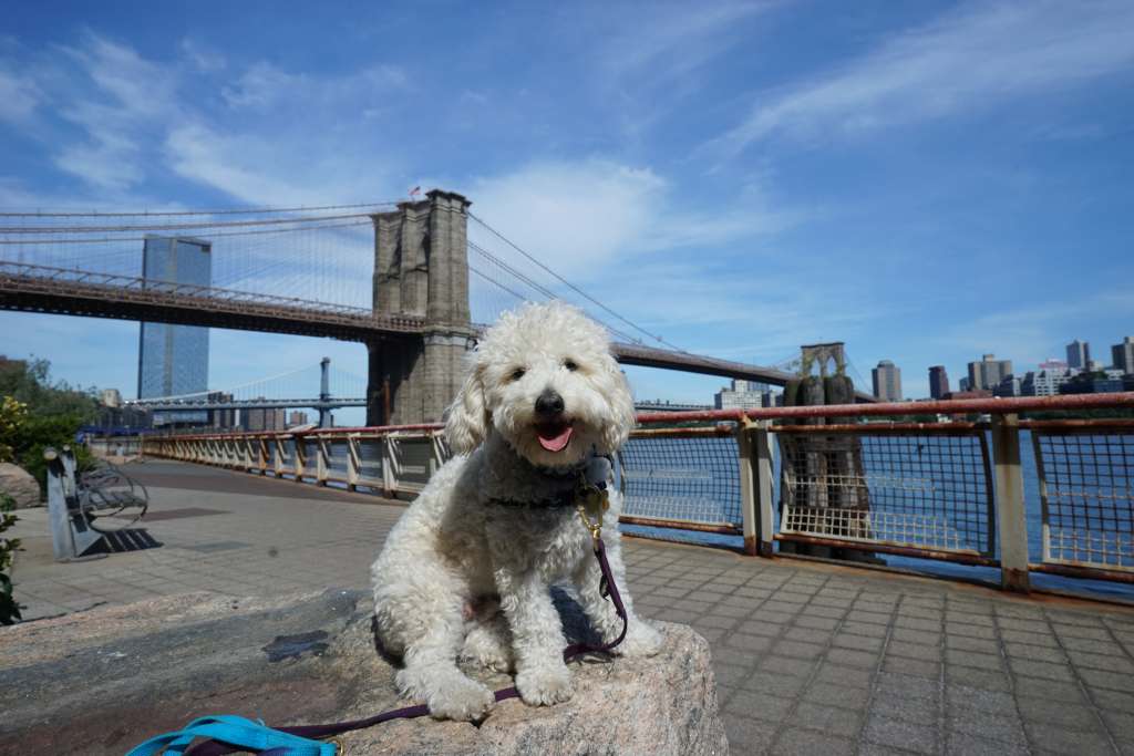 Top Dog-Friendly Cities for Healthcare Travelers Top Dog-Friendly Cities for Healthcare Travelers