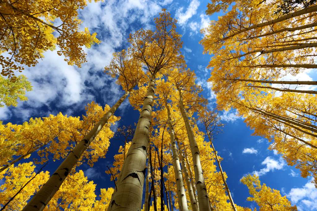 Top 10 U.S. States for Fall Travel Nurse Assignments Top 10 U.S. States for Fall Travel Nurse Assignments
